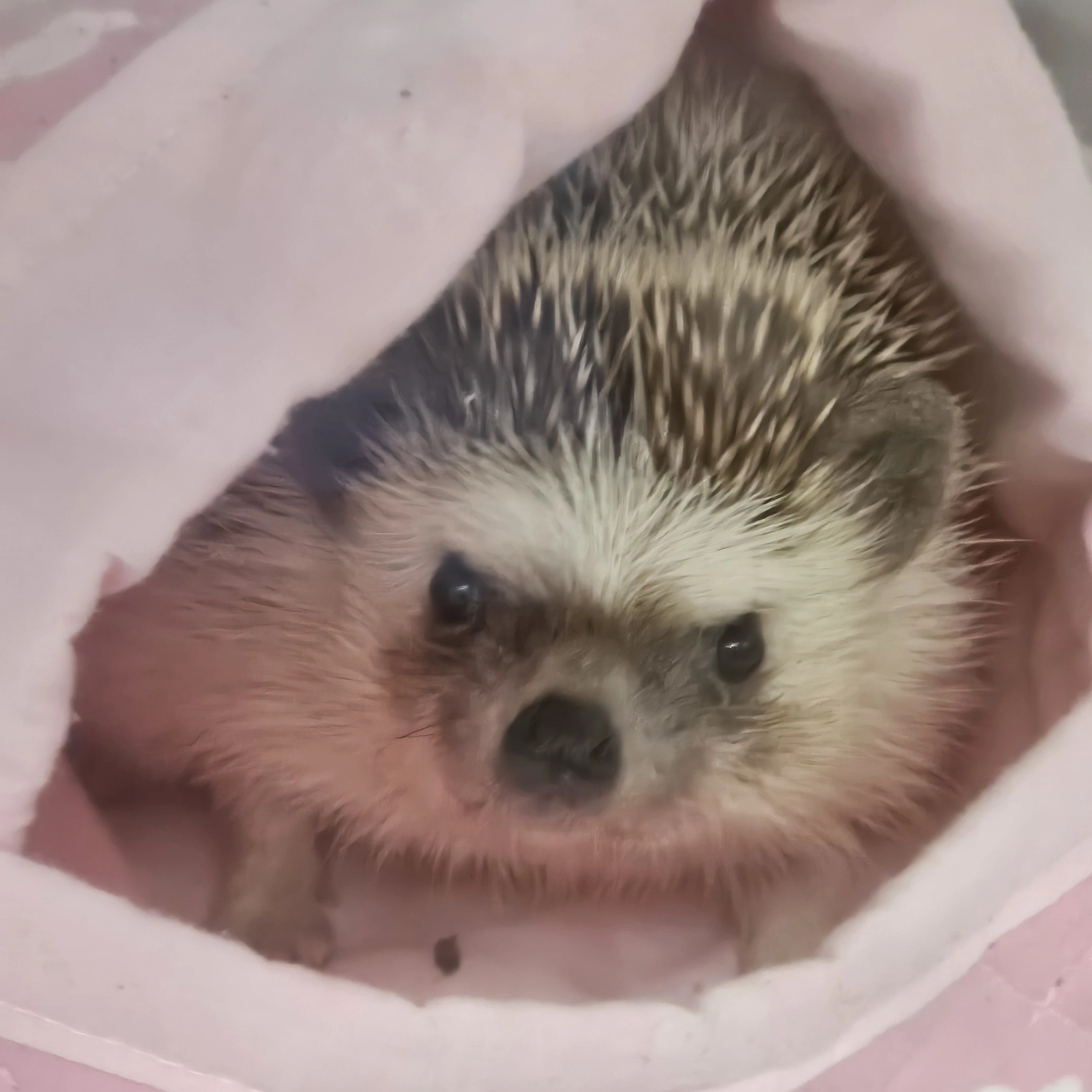 까칠한 고슴도치 꼬시기