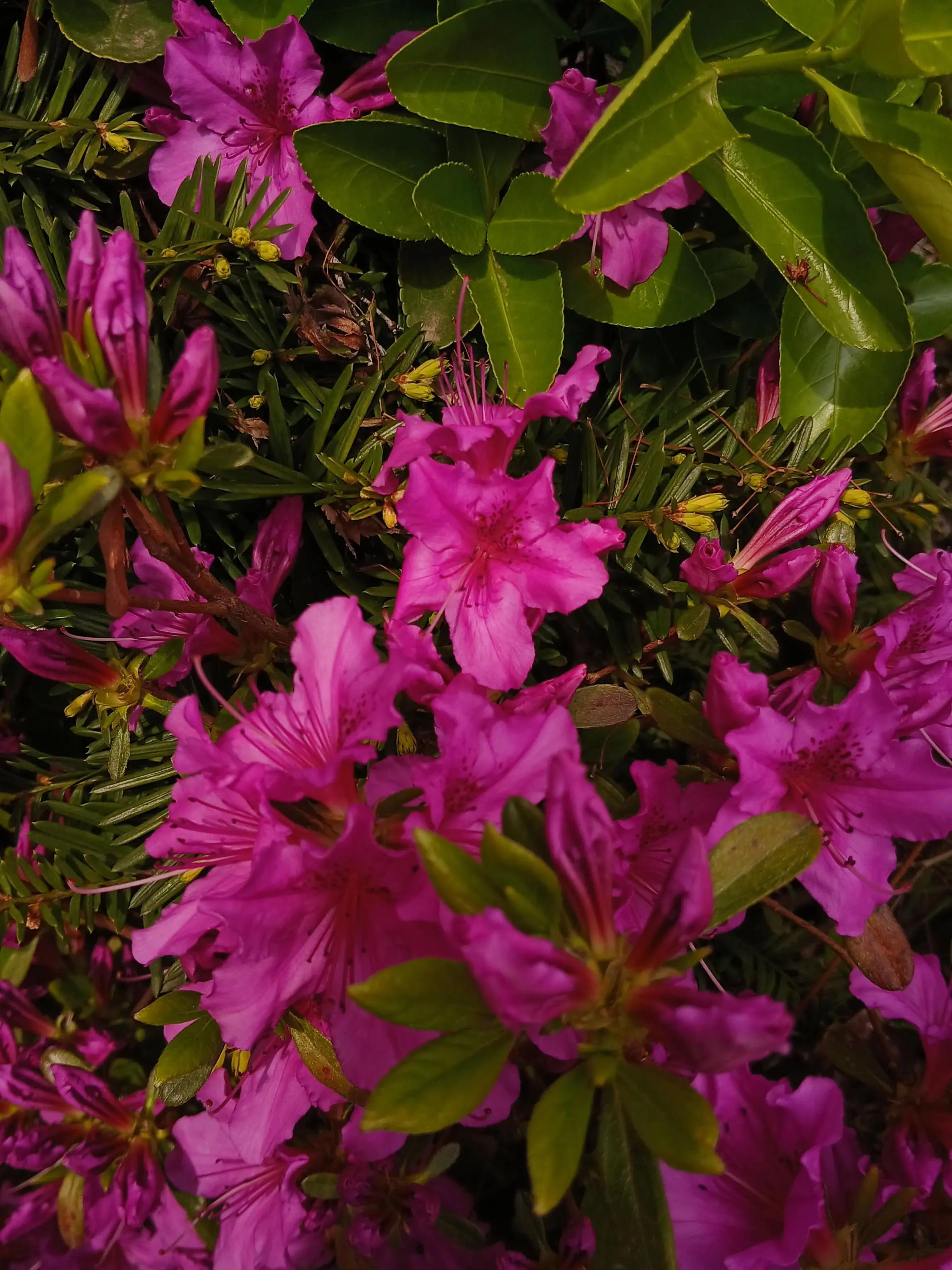 ShinyGenet5565의 미수반회식