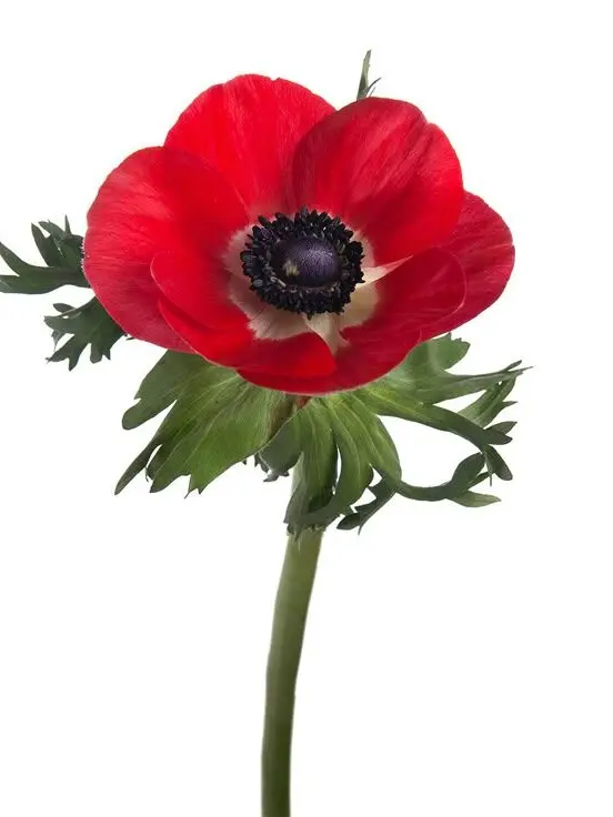 HerbalRate3012의 나도한때는 그꿈을꿘다고.