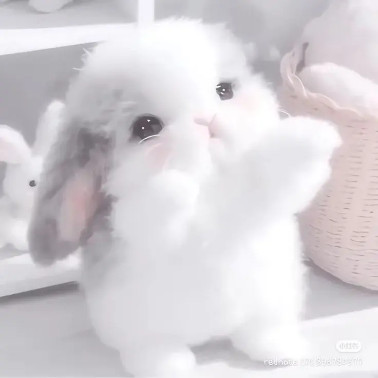 JuJonsa의 내가 키우던 토끼가 사람이 된다면?