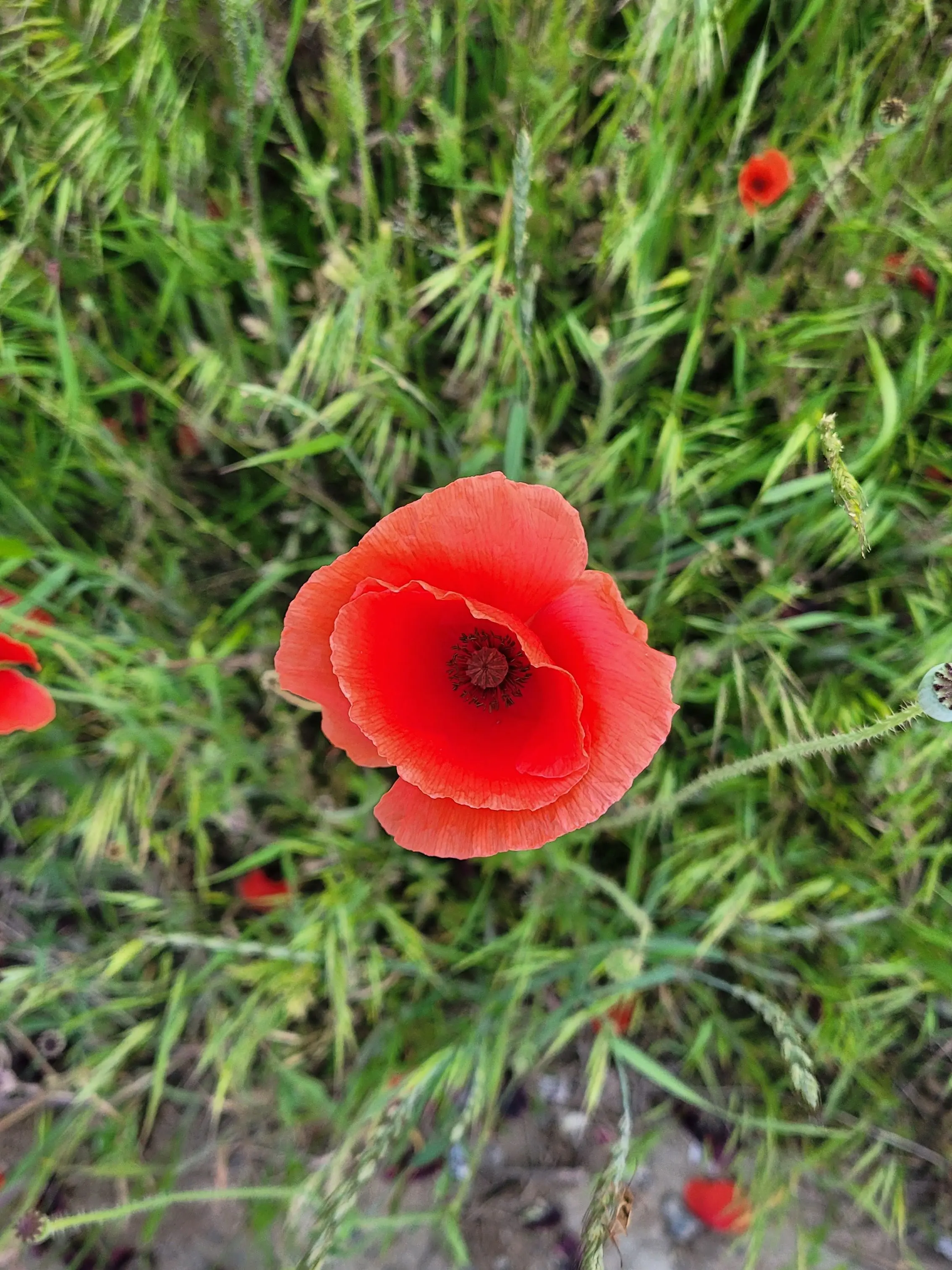 RoastBar8627의 뜰팁 계급 고등학교