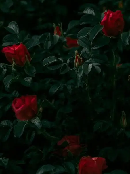 Thatslowkeycrazy의 닐 라건