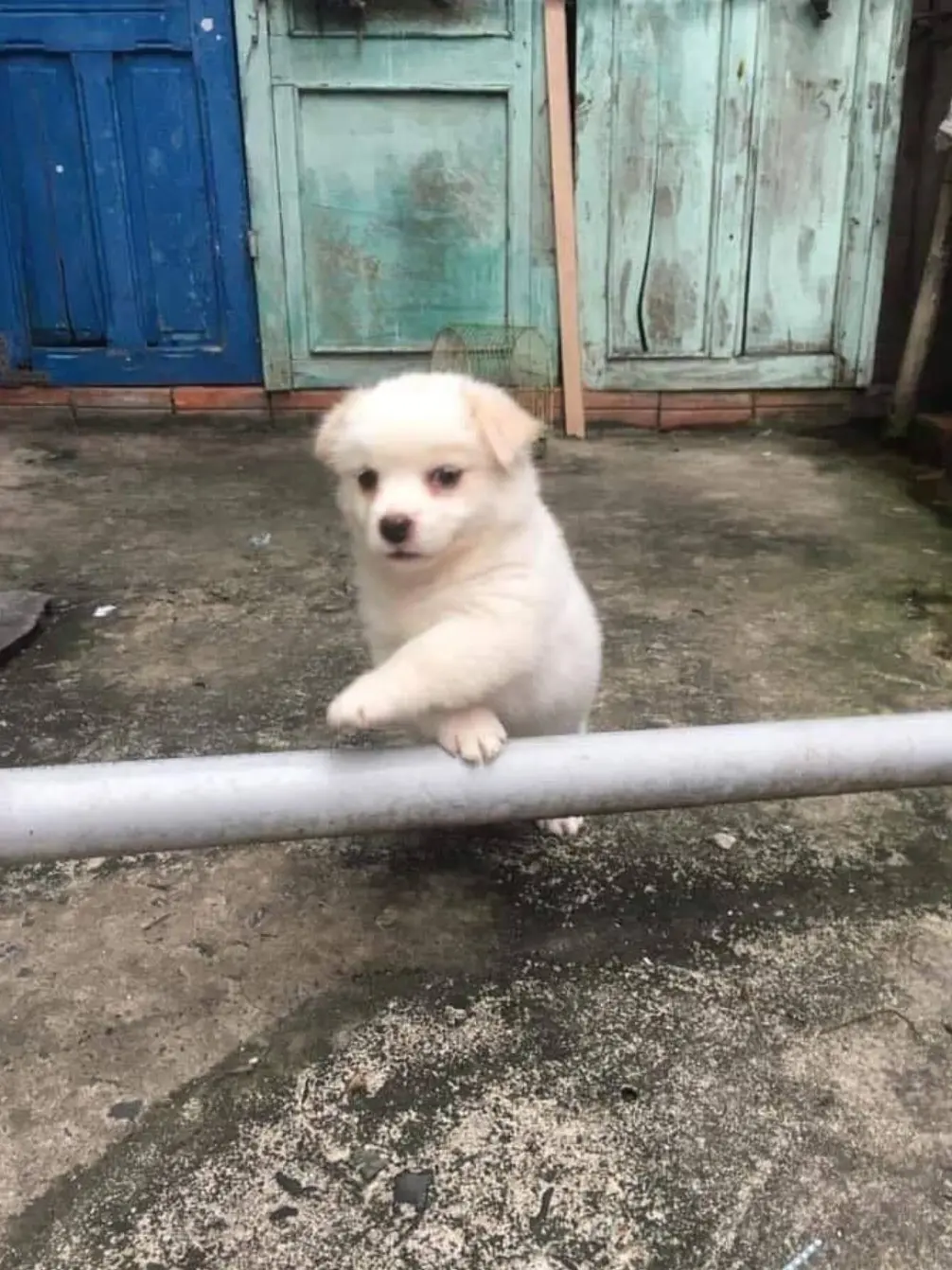 THE_BEST_PRINCESS의 쿠킹덤 오메가버스