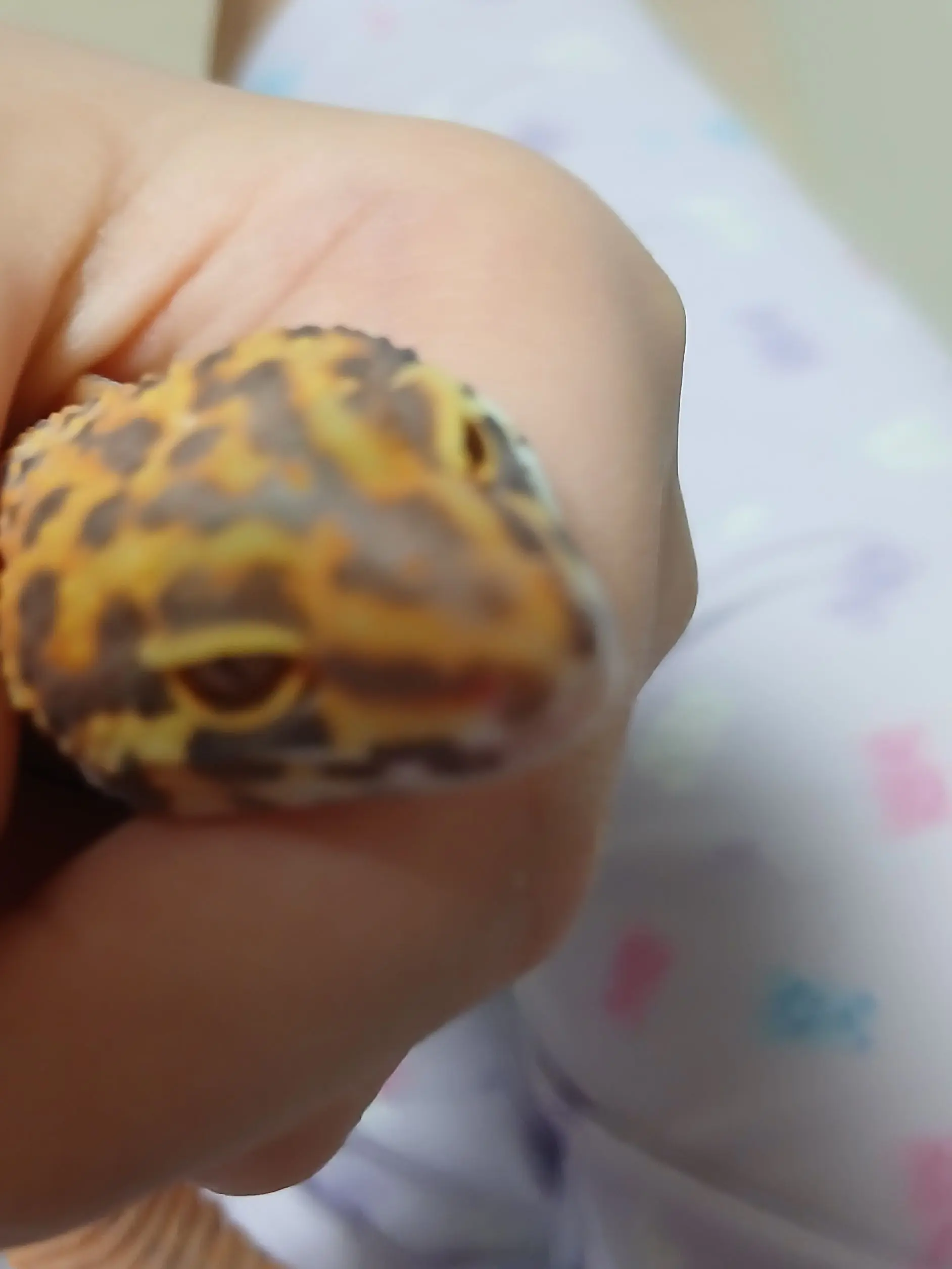 Cutemelonrupi의 인기있던 여우가....
