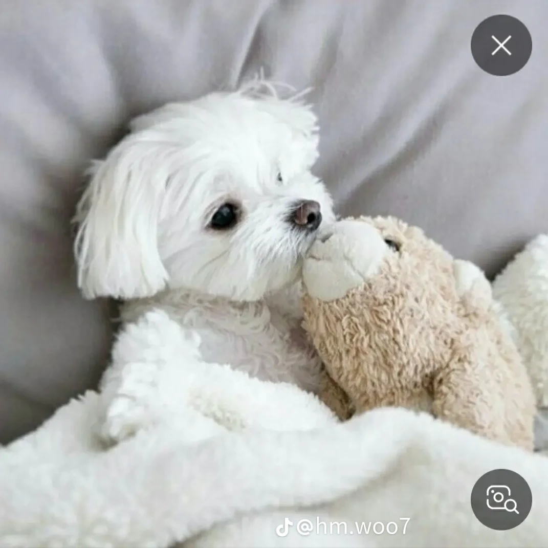 당신은 강아지