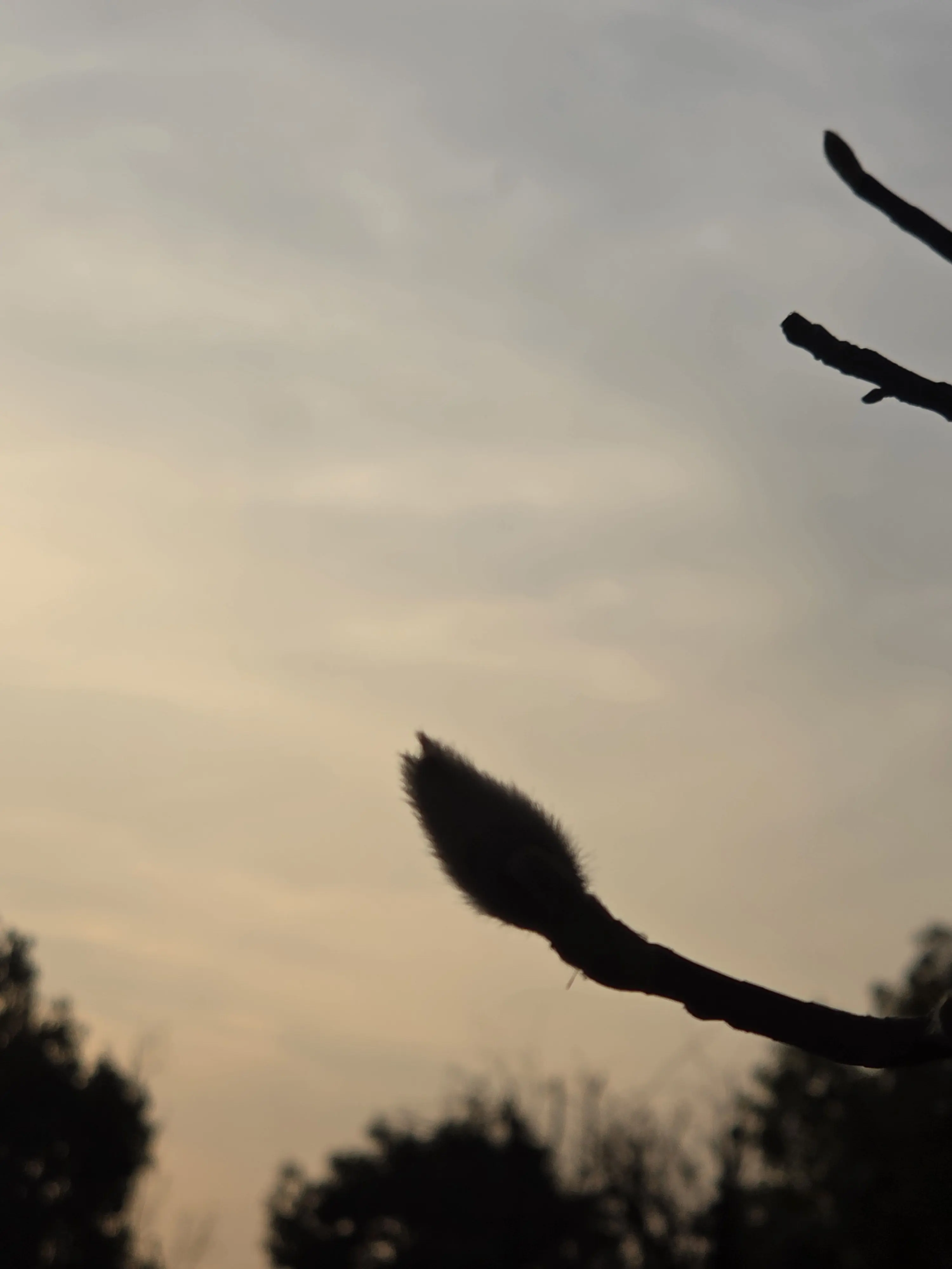 ChubbyCrane2960의 미수반의 잠뜰의 동생