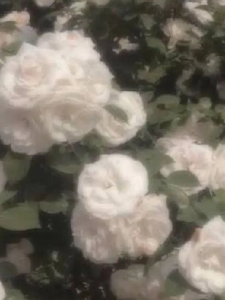 Mizuki____의 花より雪だるま_______