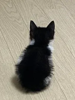 CozyHyena0323의 포도냥이