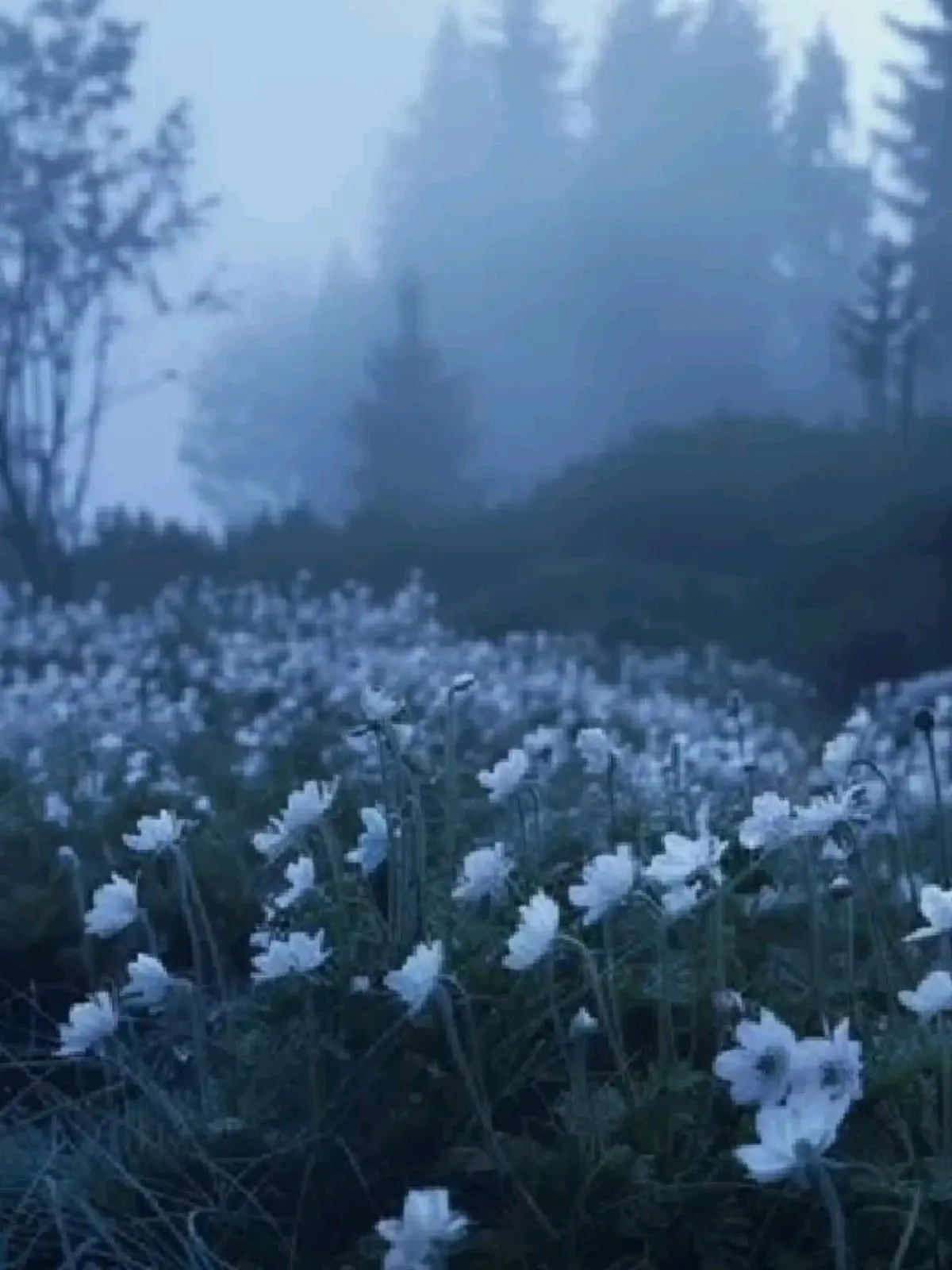 hoshinalo_ve11의 호시나 소우시로