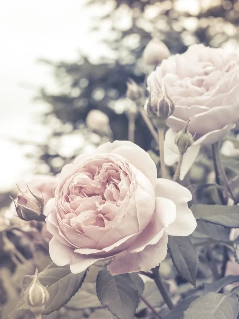 Hamuti의 負のループからの抜け方