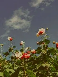 DearFossa6692의 수부용 같은 당신에게.