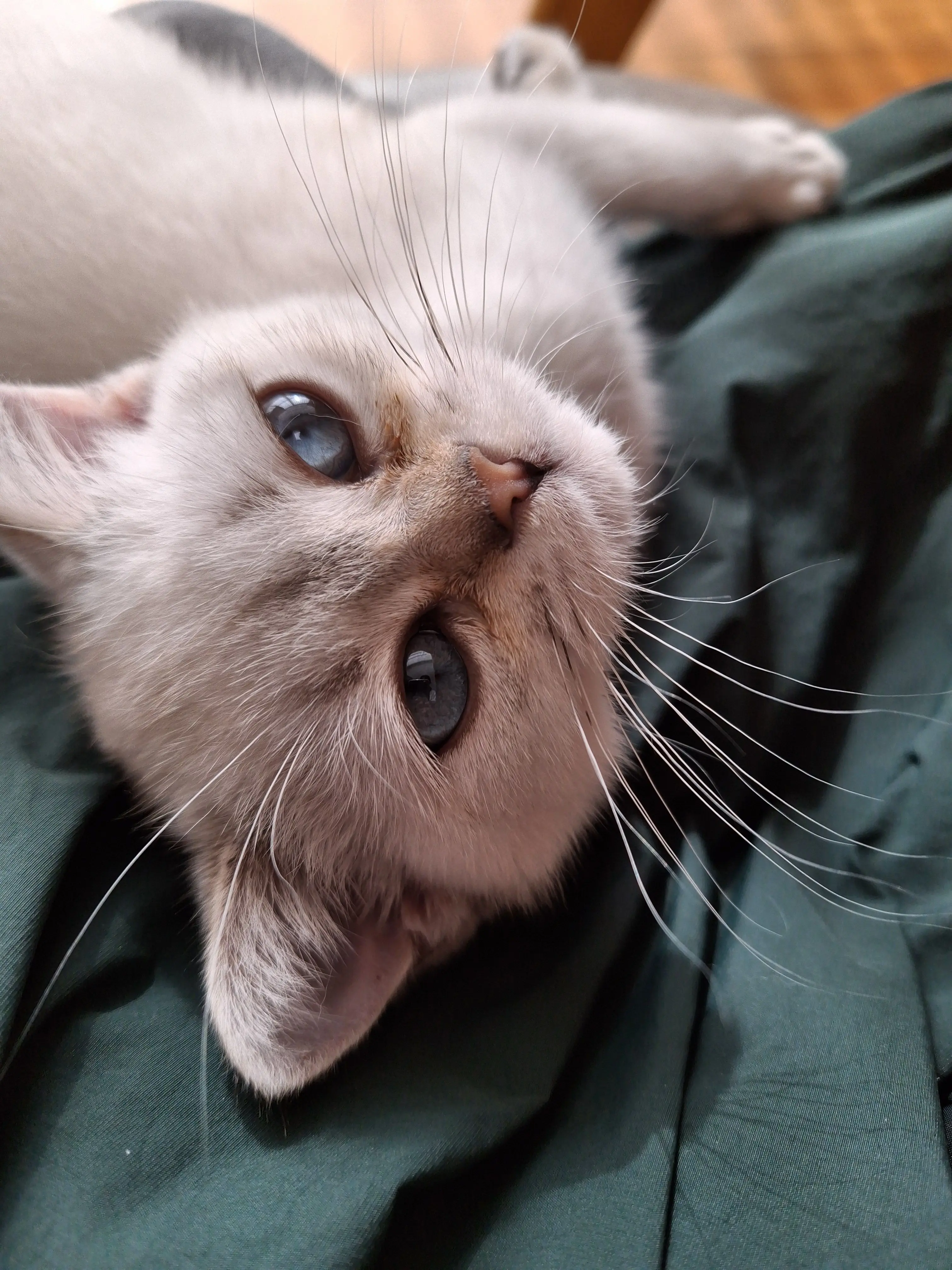 Orangiyong_is_the_best.의 예능에 나간 혼성그룹 빅뱅