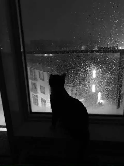 456912의 ねこ