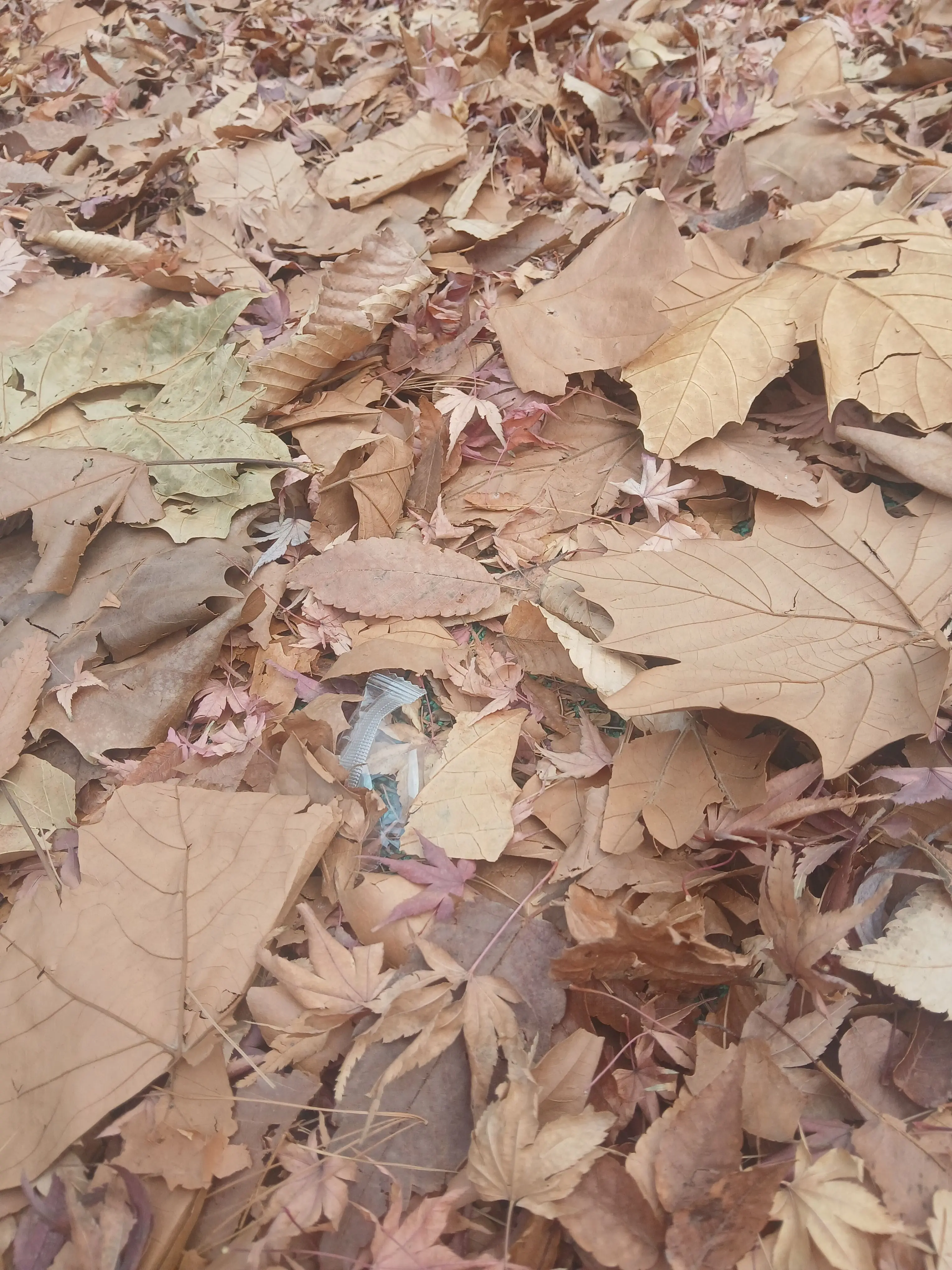 LoyalComic7169의 당신은 중학생입니다!!!