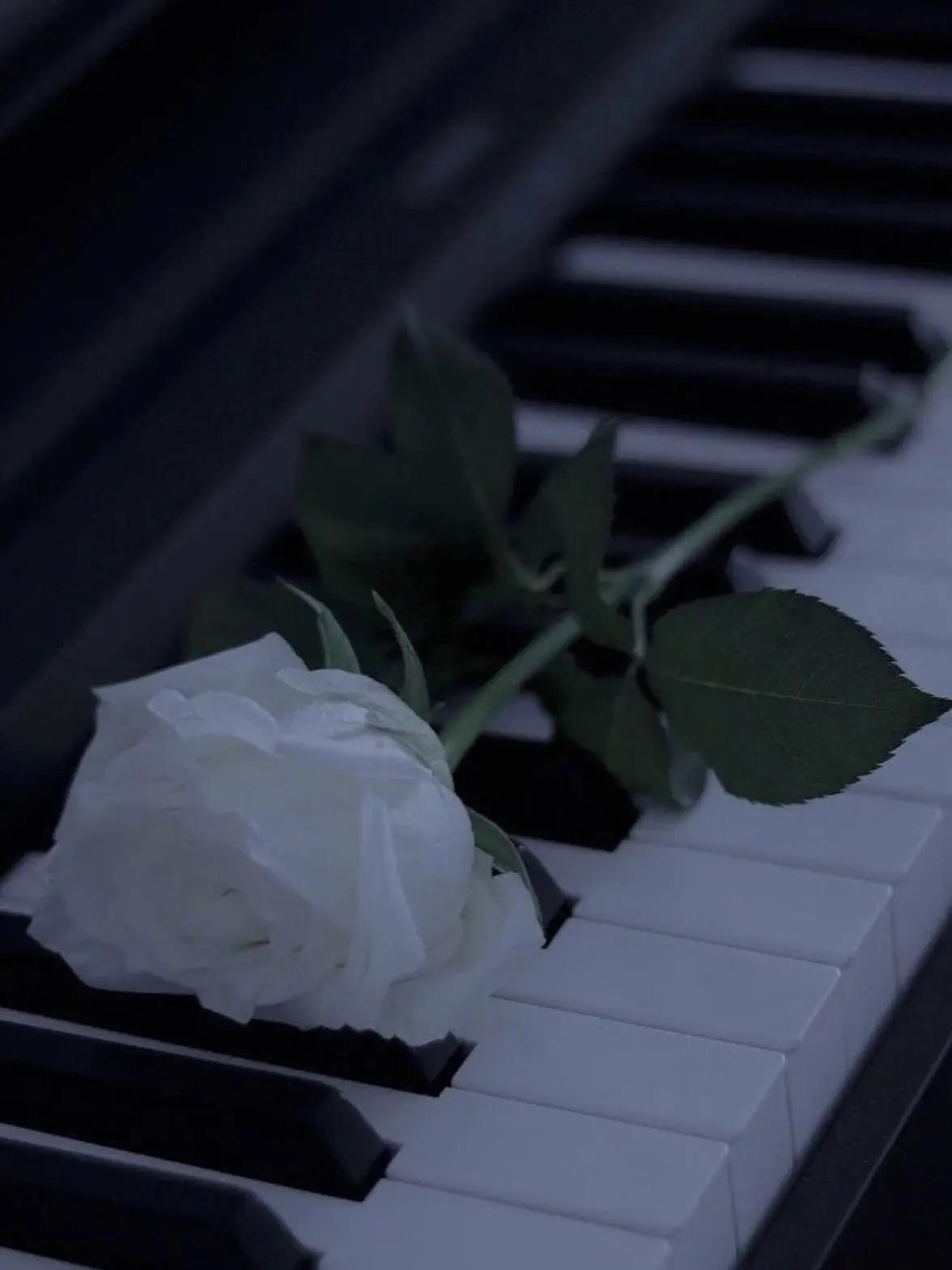 Star_Way_0001의 事件ファイル：白い薔薇