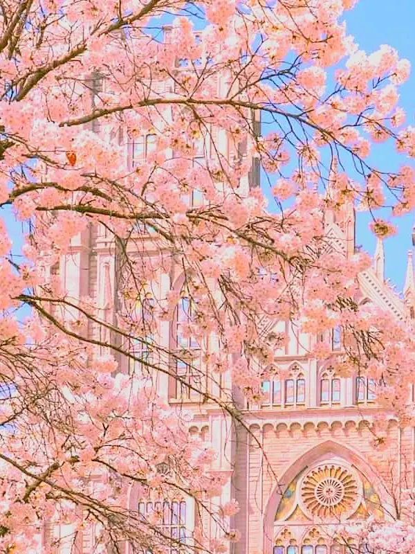 RespectForTaste1818의 벛꽃잎 흩날리던 그 날에