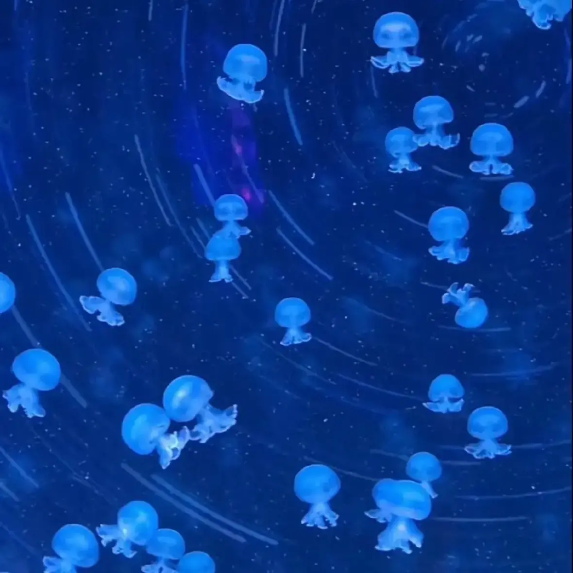 UpsetJuicy7000의 사카모토 데이즈