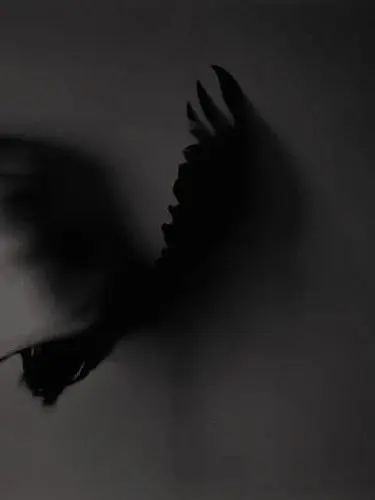 daughter의 《 까마귀 이상 》