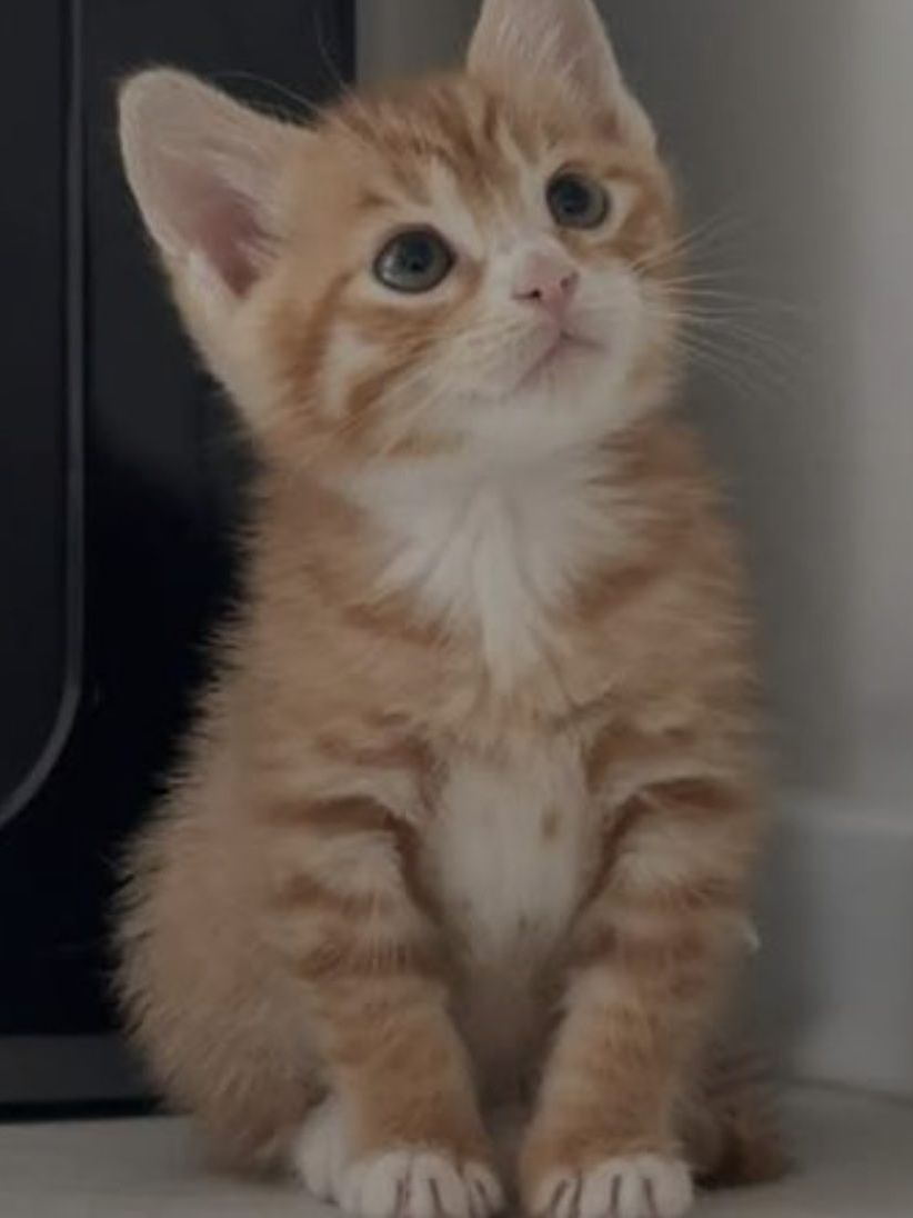 아기 치즈 고양이! 대표 이미지