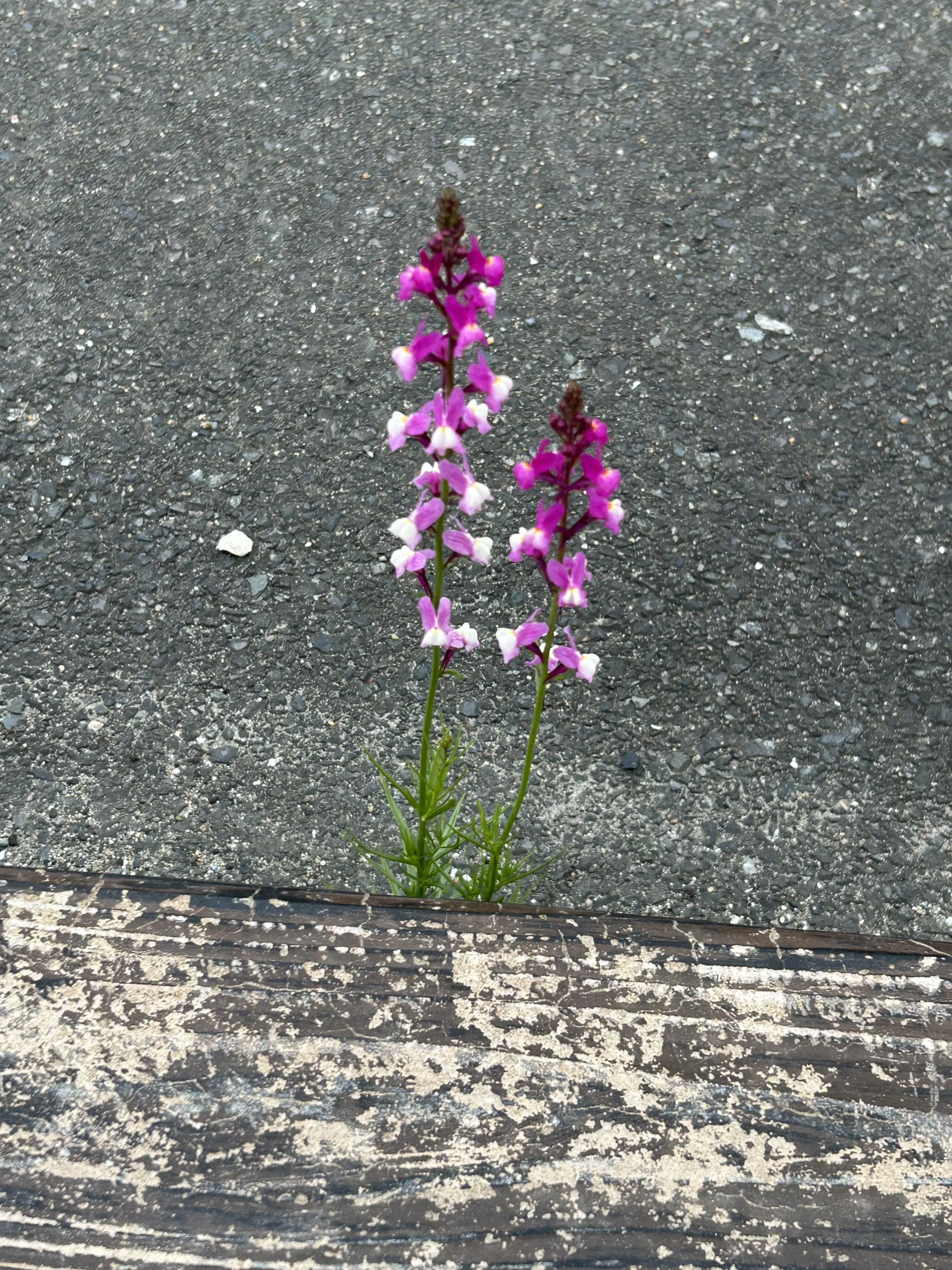 SimpleXerus4133의 自分用です。使わないでください。