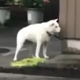 Kirbysuki의 おせちを要求する犬
