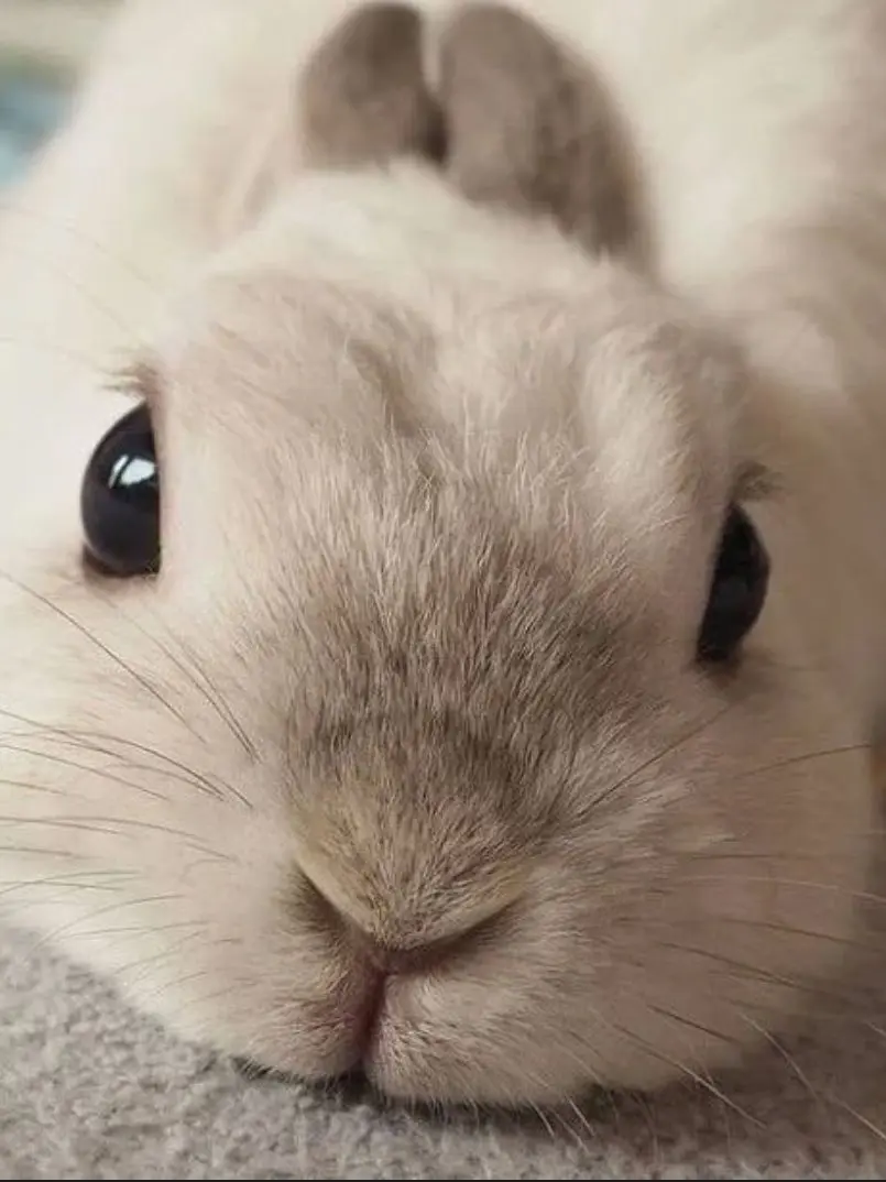 EggySpicy7160의 발명소녀나라!