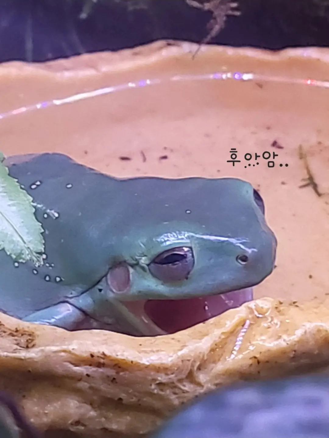 Heptagrm의 뜰팁중