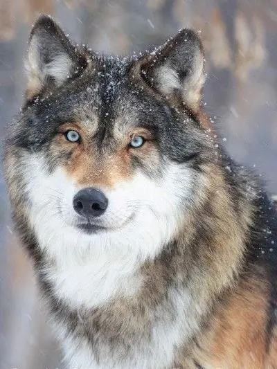 36936936의 オオカミ