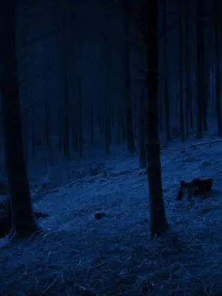 kugutu의 🐺