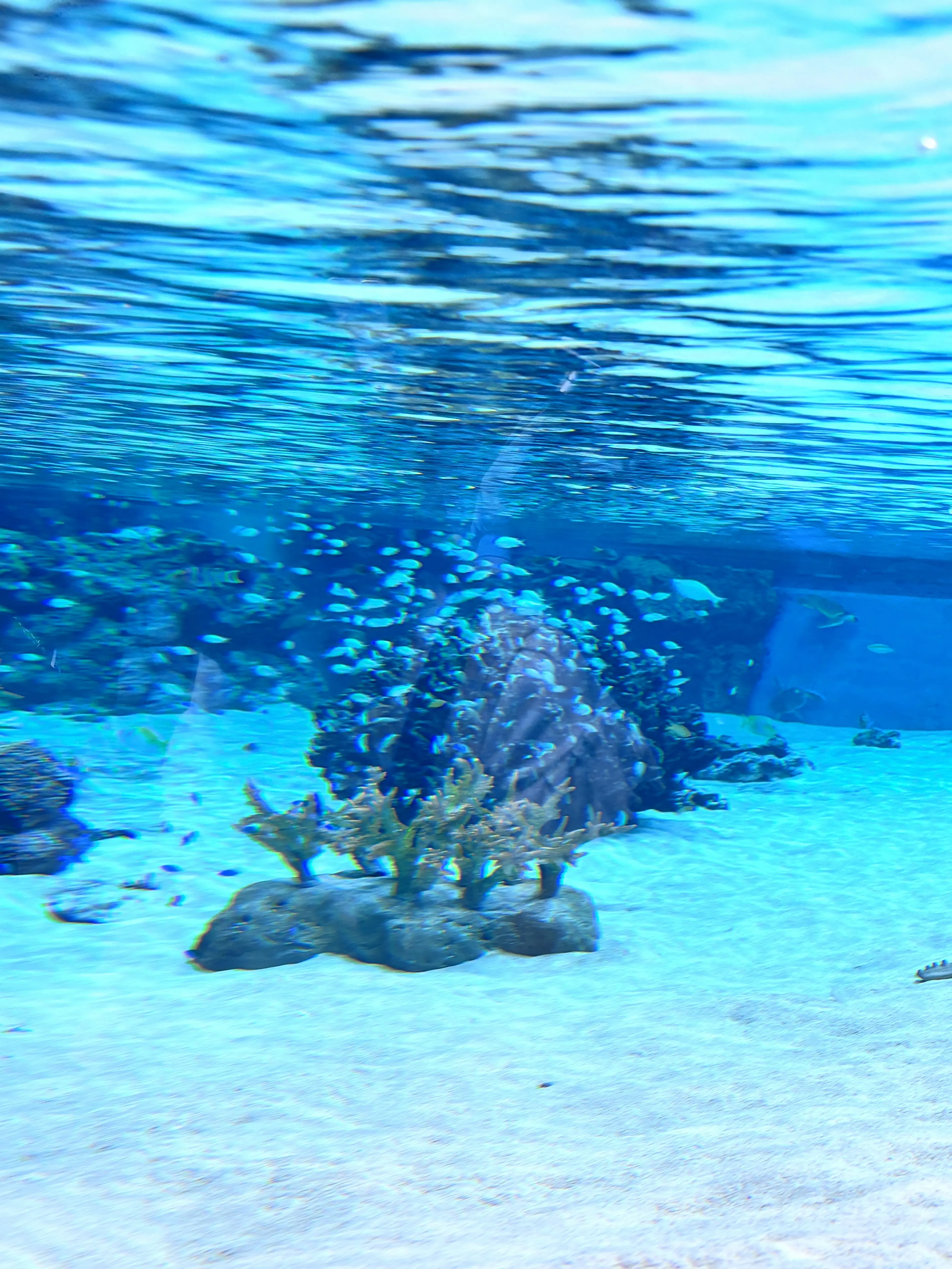 amu-STPRLOVE의 人魚水族館