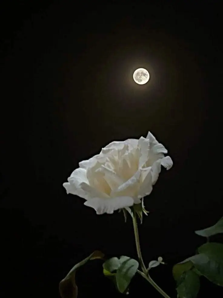 midore의 보고싶다.