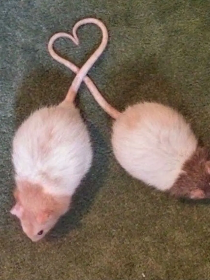 cxke.re3의 杨悠然