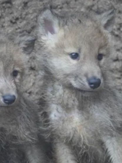 . 대표 이미지
