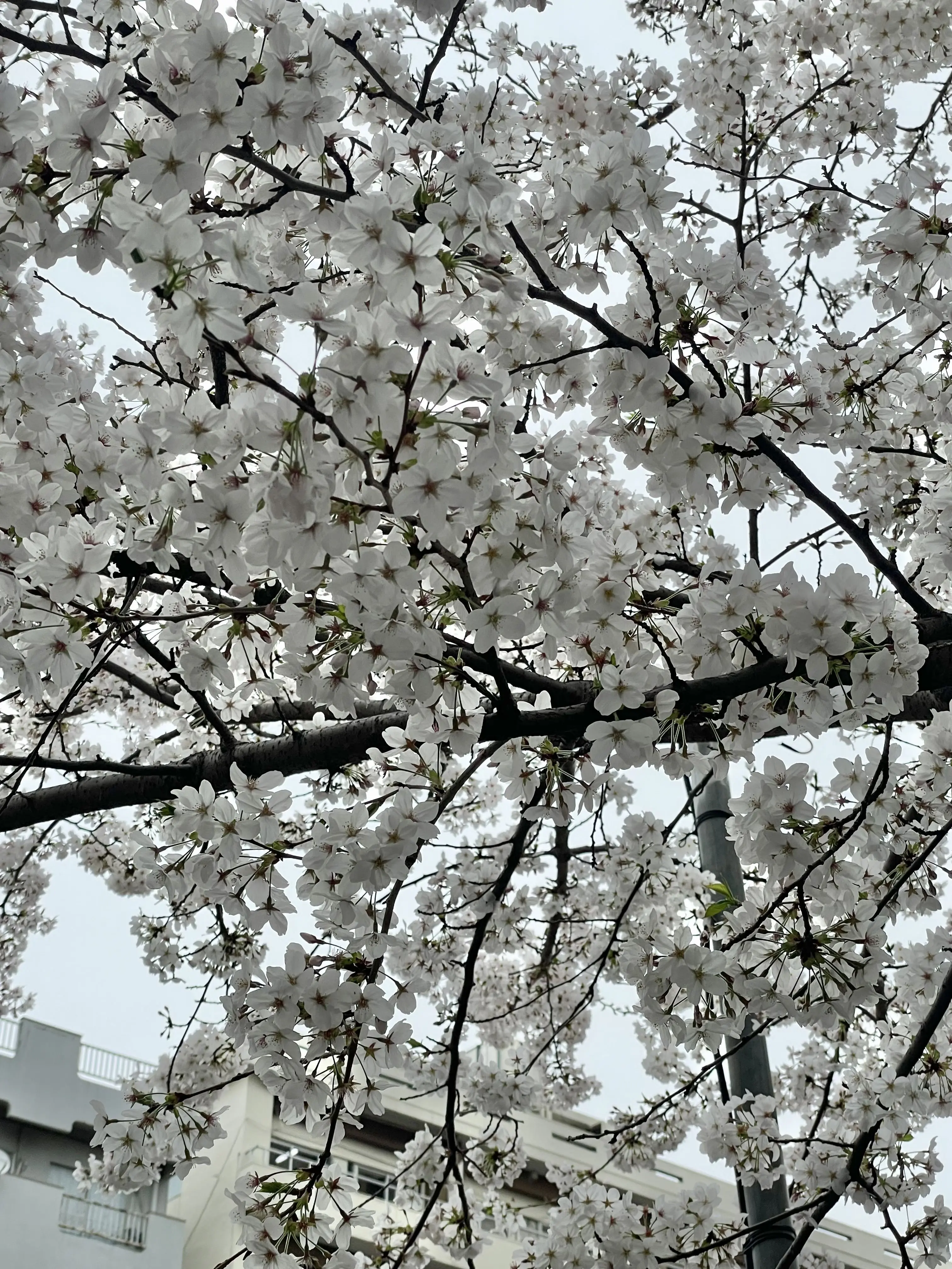 RapierThrow7267의 桜の花言葉