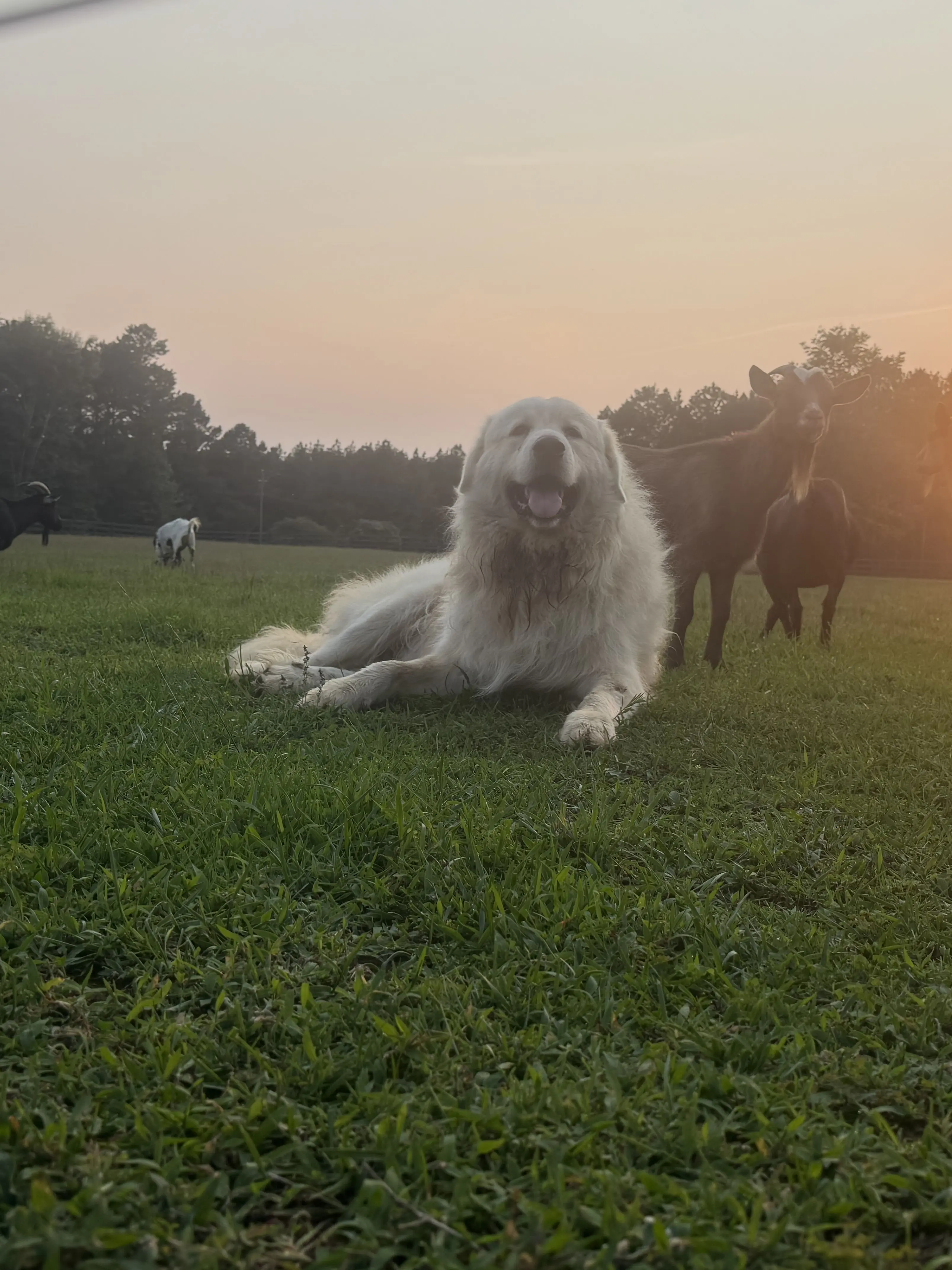Buckybarns1917의 Uley pack