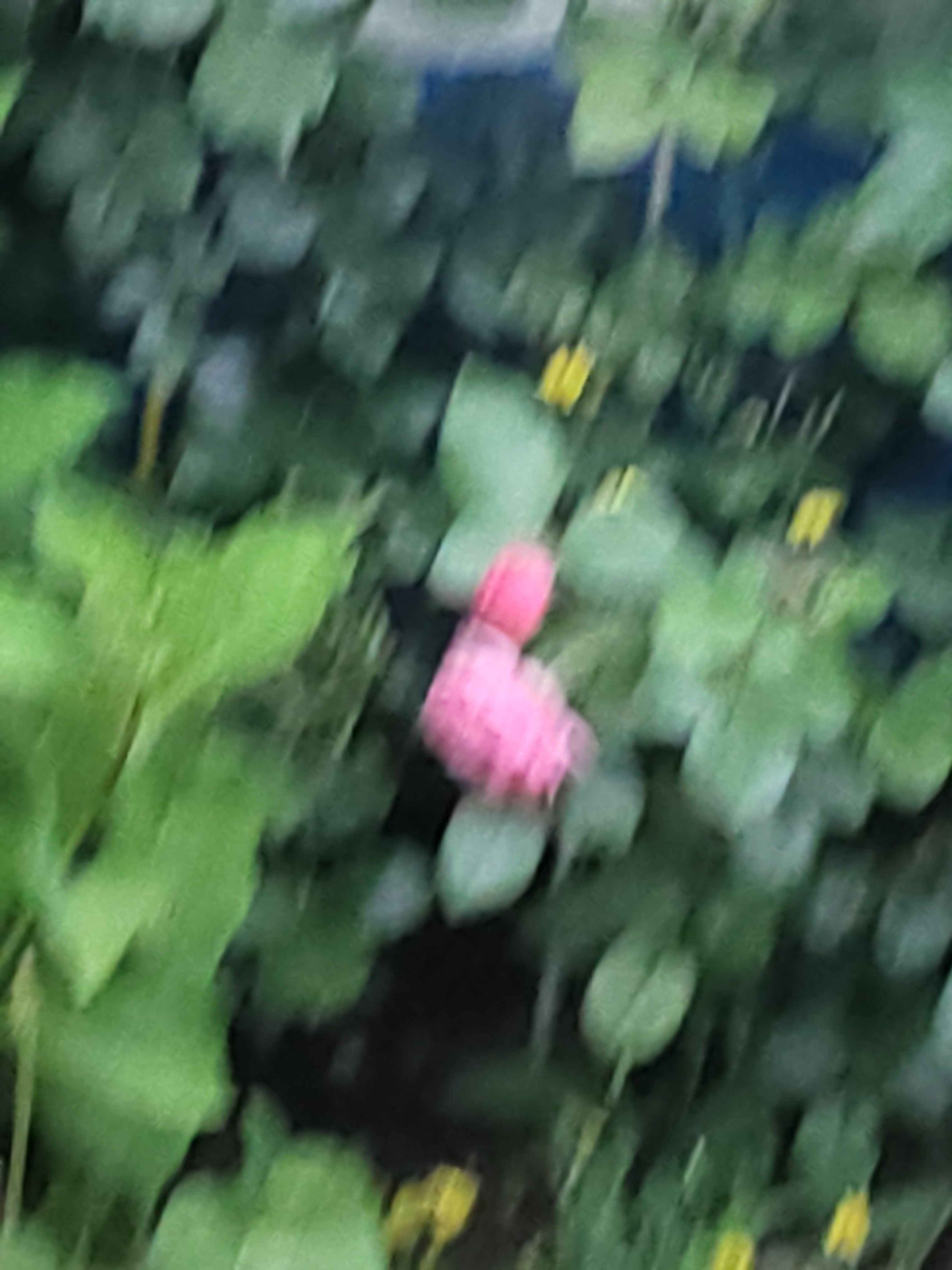 돗치가스키? 대표 이미지
