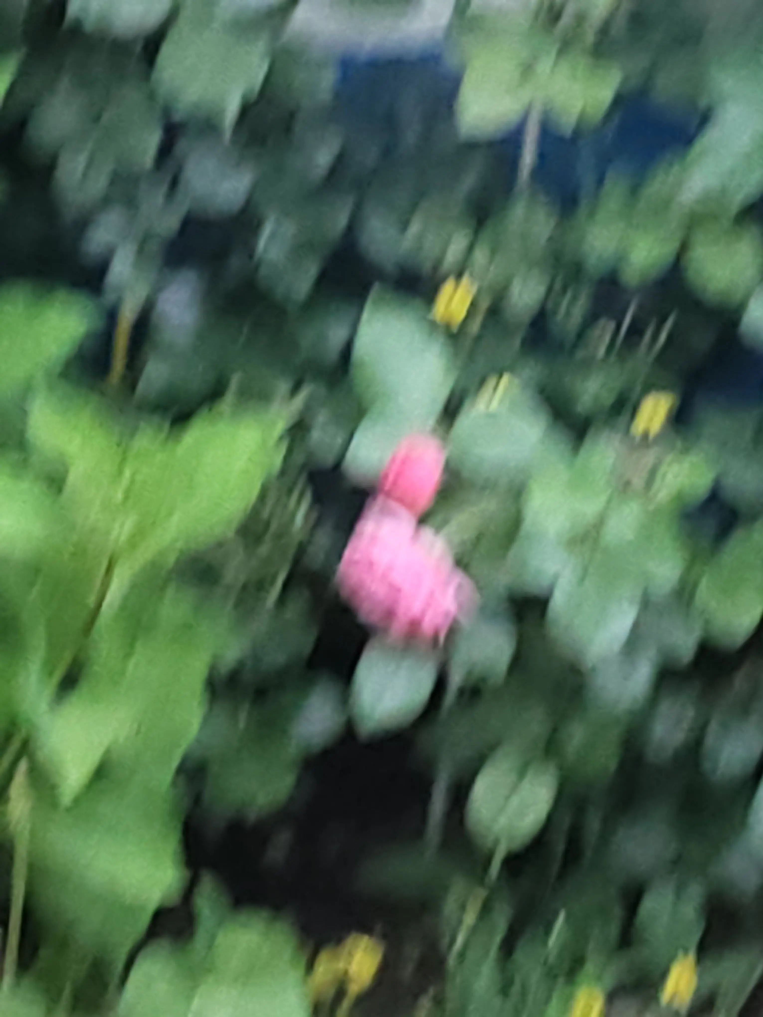 Hmm.......의 돗치가스키?