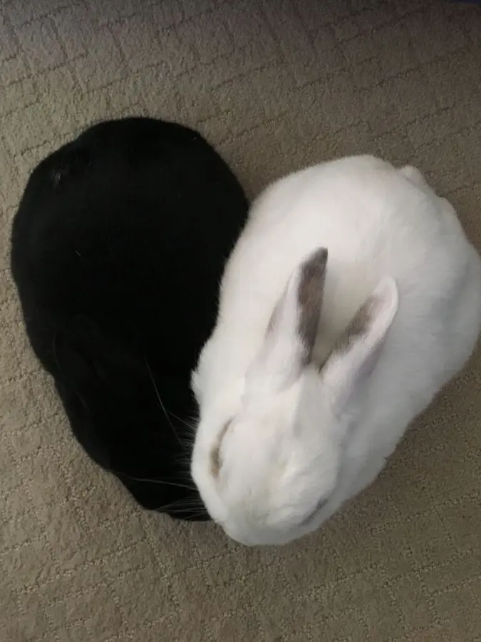 kittyandrabbit의 .