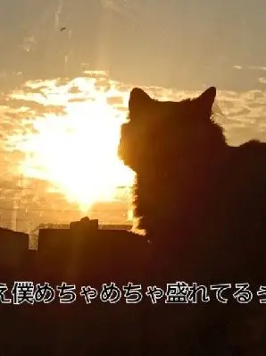 WildRobot8704의 猫ォォォォォォ