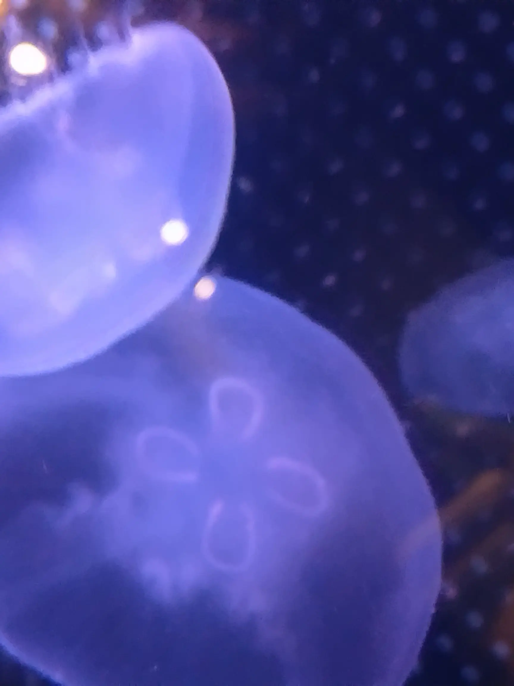 HONEYSandJAMS의 迷子の子供を助けたら...