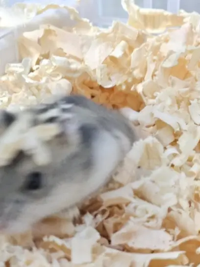 pik의 내가 막내?(여우 포함)