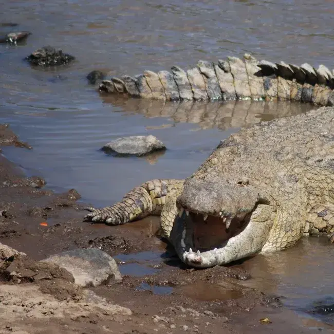 GayKishu9641의 나일악어