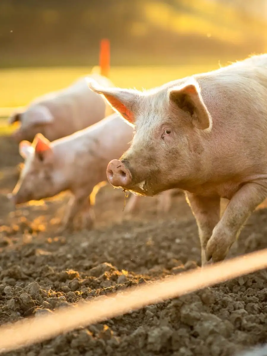 WildArena1519의 Forbidden Pastures