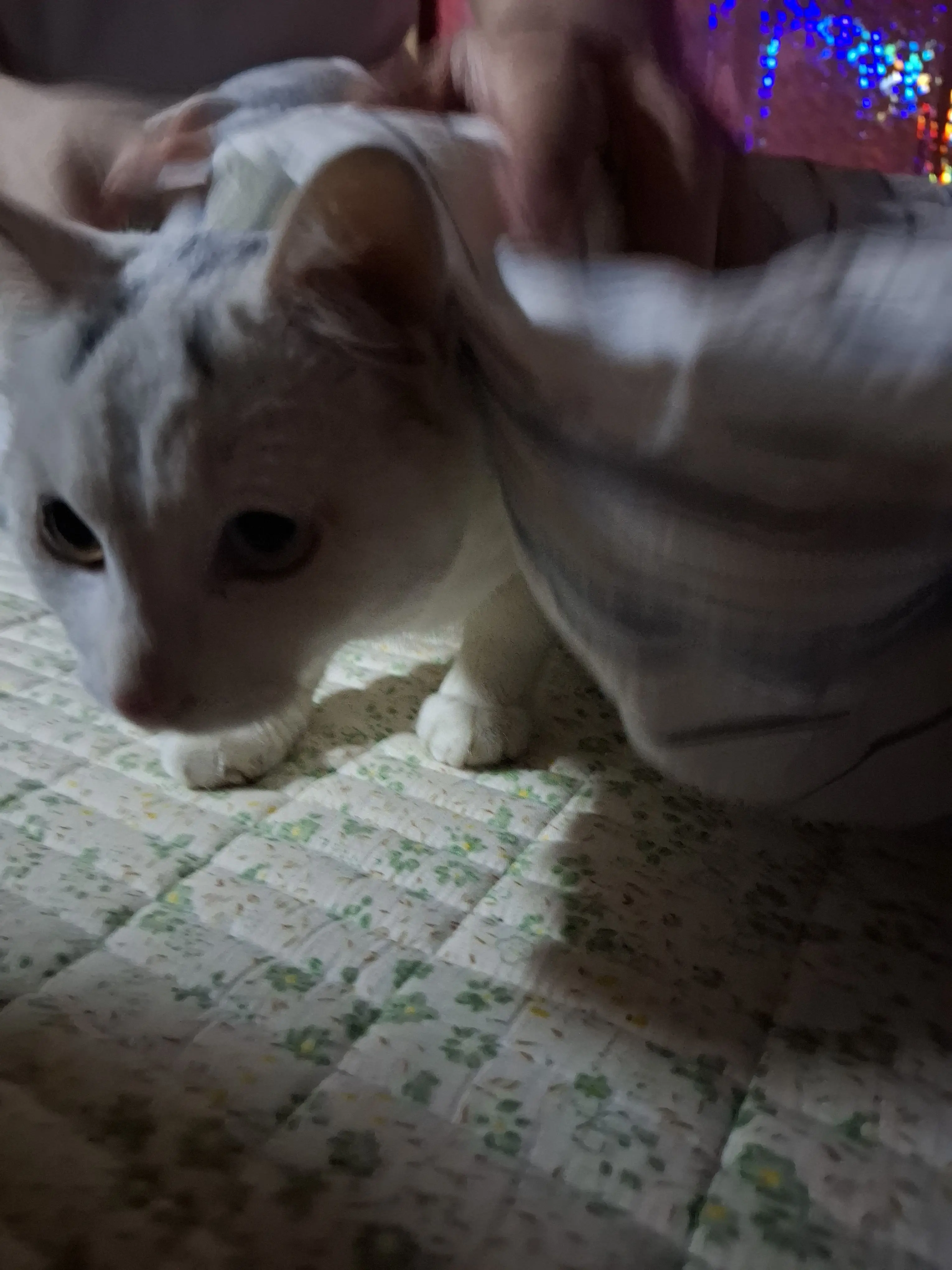 CrispFern9905의 고양이와 일상