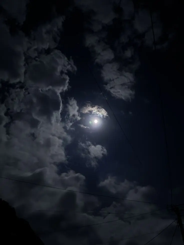 plant___0x0의 この街では、強い方が正しい