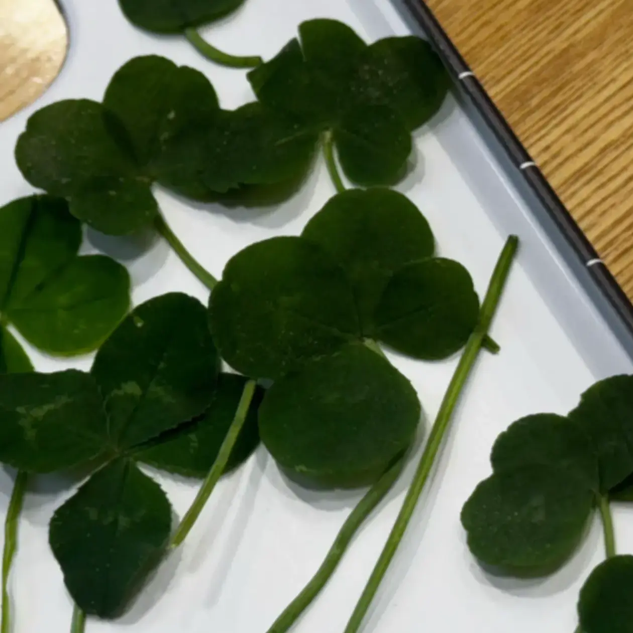 thankyou.1010의 고마워.