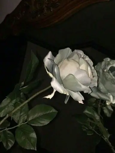 Diobell의 괜찮냐? 너생각해서 묻는건 아니고..