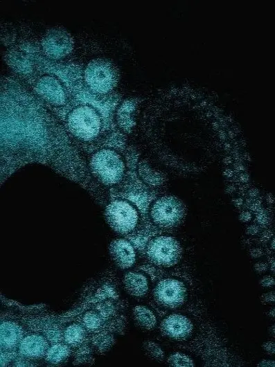 illililillli의 ‏ 死月