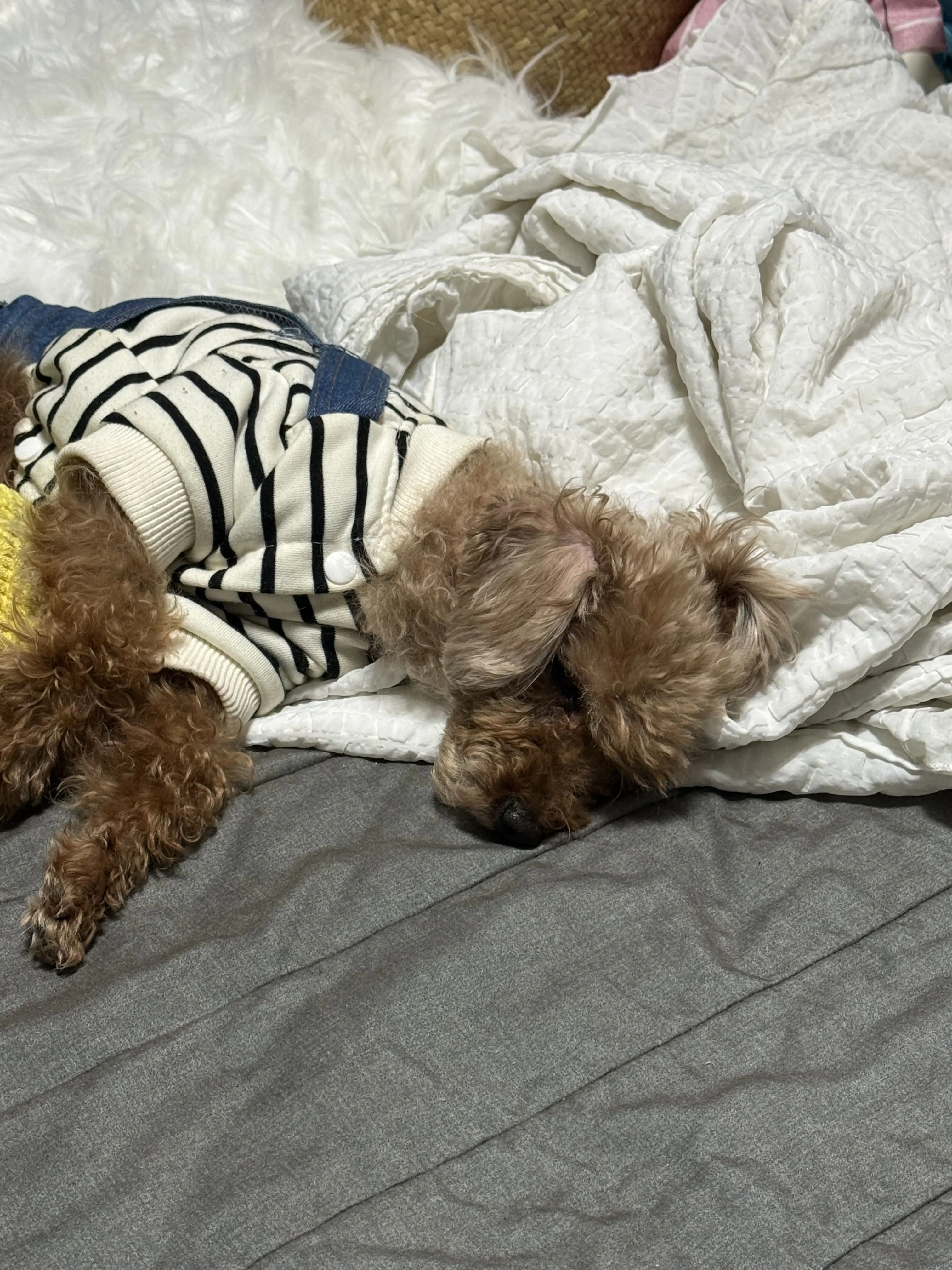 __MOMOISDOG__의 고냥이 수인과 가나디 수인