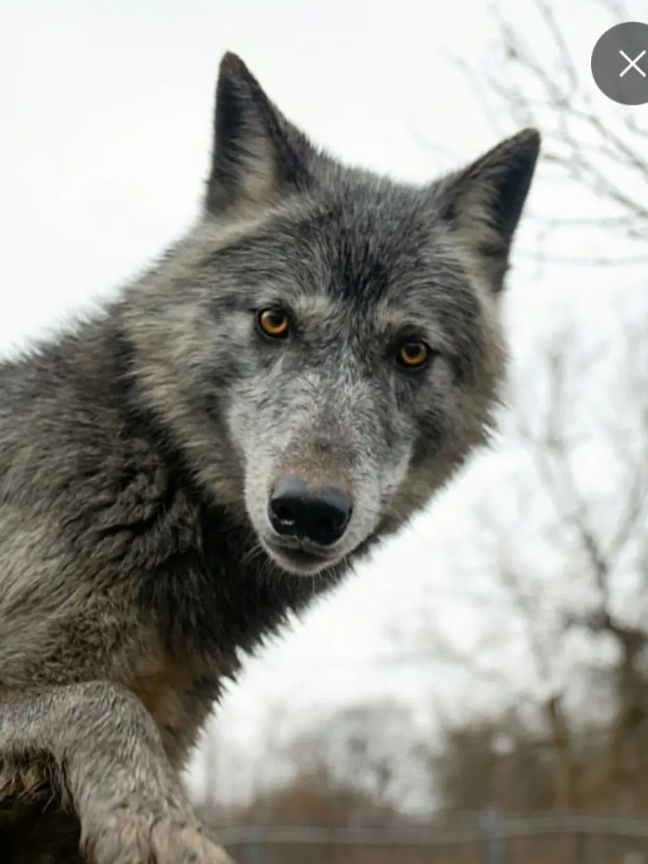 Jett_Tech1224의 Wolf and Dwaeseok Rule the World